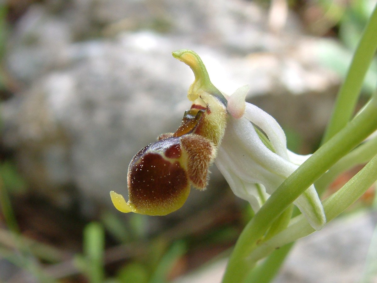 Ultime orchidee per quest''anno - Dalla Grecia con passione